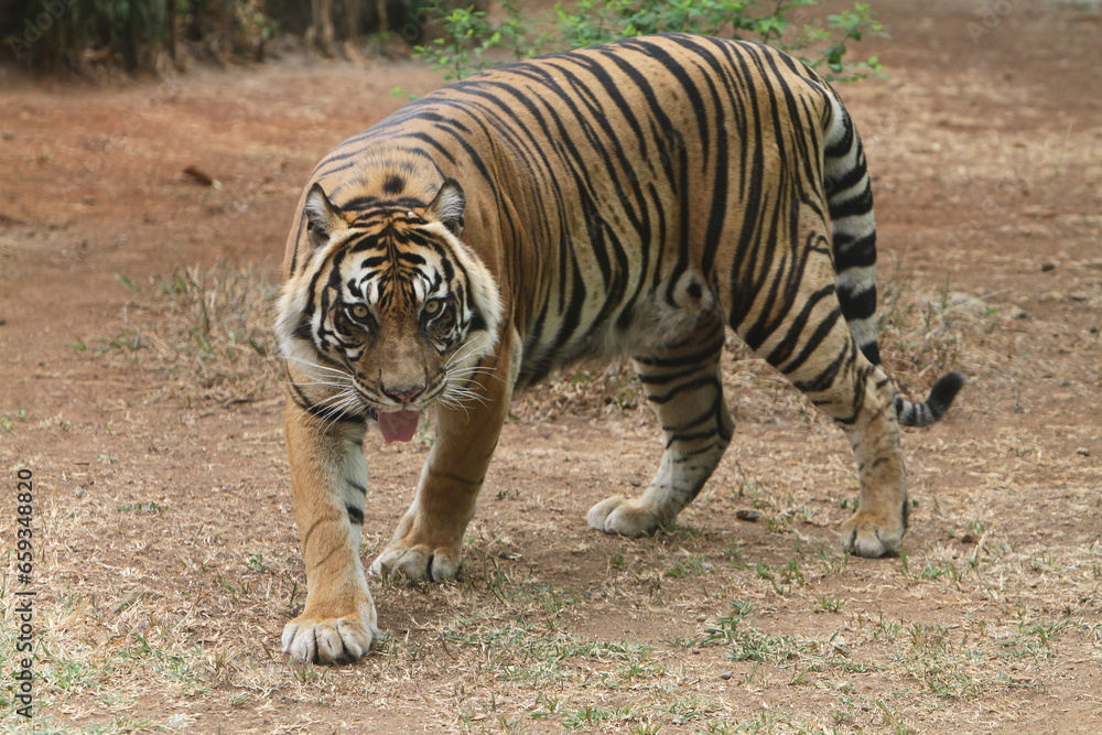 Fototapeta premium tiger in the wild