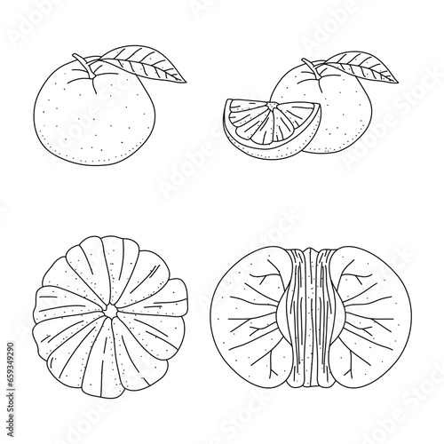 Mandarin doodle line icons set vector illustration. Hand drawn outline whole orange isolated on white background