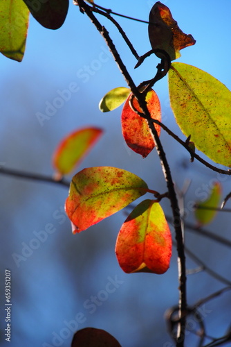 染まりかかった木の葉