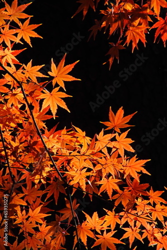 紅葉, Autumn leaves