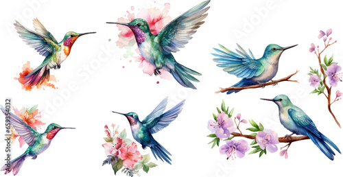 watercolor Hummingbird on white background