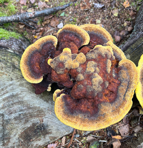 Dyers Mazegill mushroom on a stub of a pine-tree