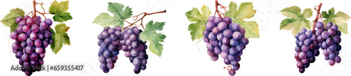 Watercolor grapes on white background