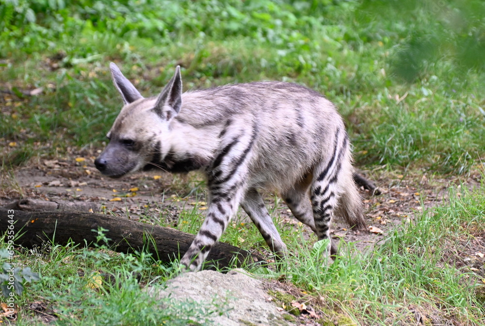 Naklejka premium A striped hyena looks for food in the savannah