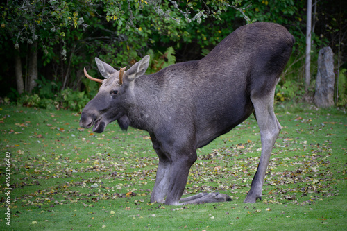 Elk in the garden © Helena Johansson