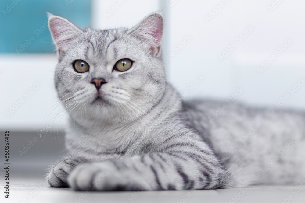 A beautiful domestic cat is resting in a light blue room, a gray Shorthair cat with yellow eyes looking at the camera. A beautiful domestic cat is resting in a light blue room, a gray Shorthair cat with yellow eyes looking at the camera.