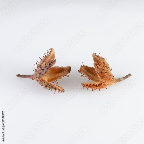 Beech nuts and seed pod on white background © dimas830