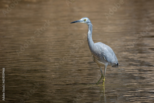 White Faced Egret, Small Blue Heron, isolated against natural background. Hunting a estuary, New South Wales, Australia.