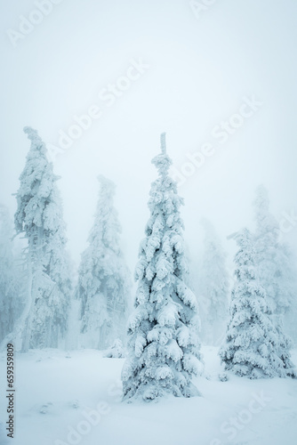 Winter forest in fog. Snow covered spruce trees with frozen mist. Cold weather in mountain
