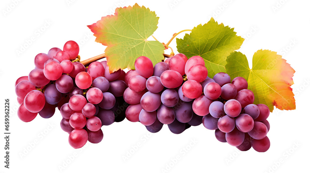 Vibrant Grapevines with Ripe Grapes Isolated on Transparent or White Background, PNG