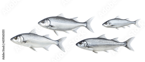 Silvery Fish Swimming School Isolated on Transparent or White Background, PNG