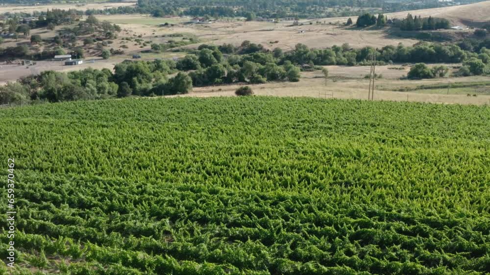 A drone rotates over a vineyard with bright green vines and leaves. A drone rotates over a vineyard with bright green vines and leaves.