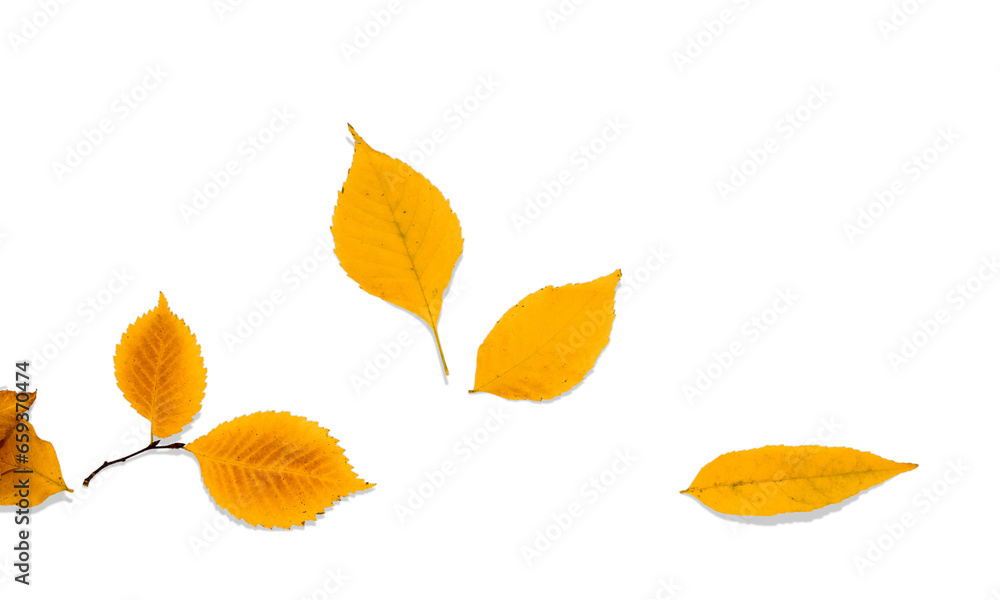 Naklejka premium Multi-colored autumn leaves on a branch isolated on a white background.