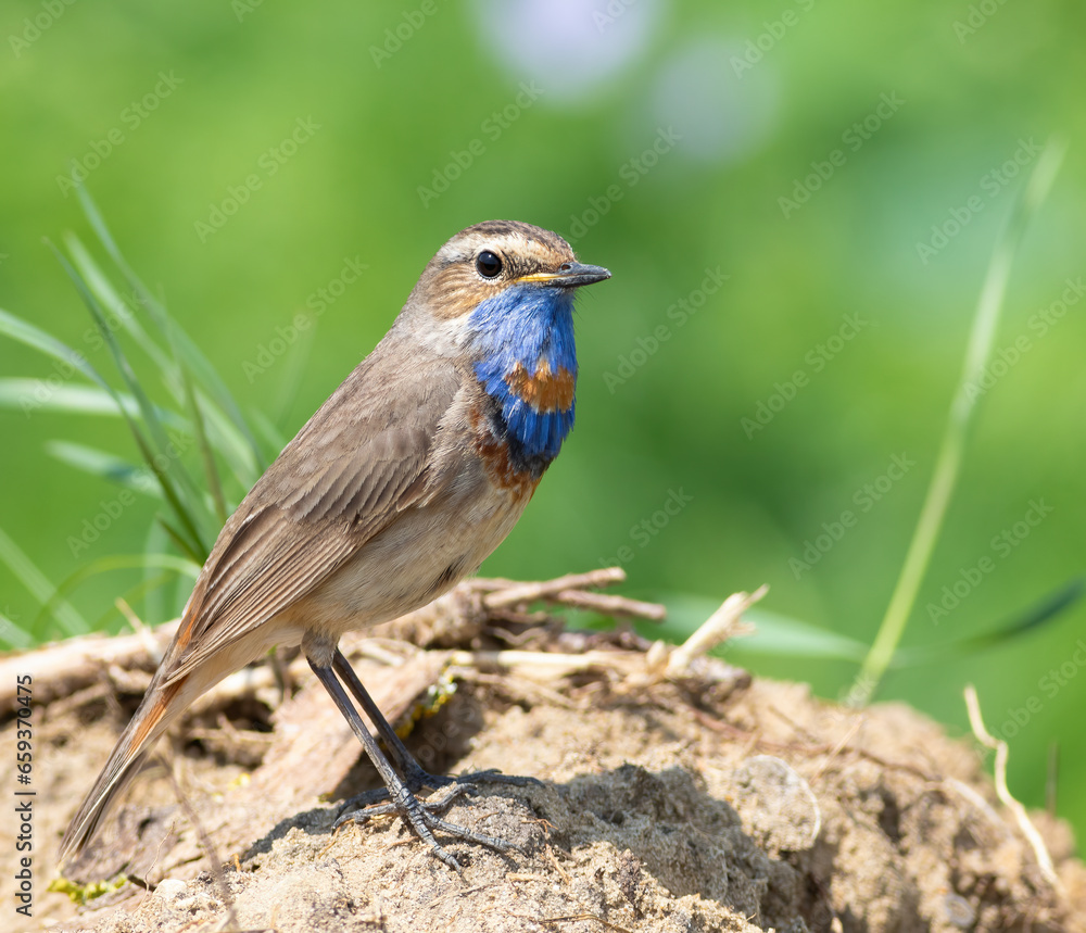 Fototapeta premium Bluethroat, Luscinia svecica. A bird sits on the ground
