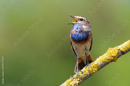 Canvas-taulu Bluethroat, Luscinia svecica