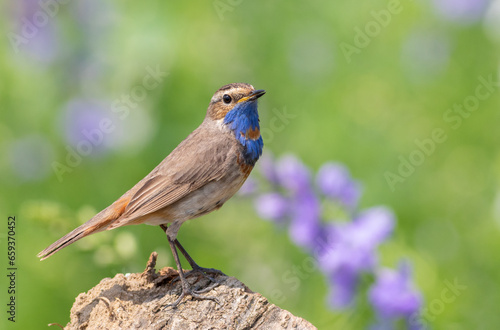 Bluethroat, Luscinia svecica. A male bird sitting on a stump against a beautiful background © Юрій Балагула