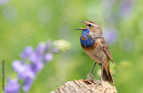 Canvas Print Bluethroat, Luscinia svecica