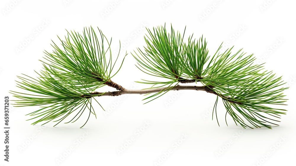 A beautiful image showing two branches of a pine tree on a white background, ideal for nature and Christmas. Generative AI A beautiful image showing two branches of a pine tree on a white background, ideal for nature and Christmas. Generative AI
