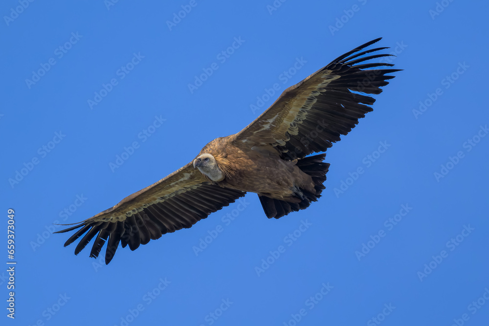 Buitre leonado en la Sierra de Guadarrama Buitre leonado en la Sierra de Guadarrama