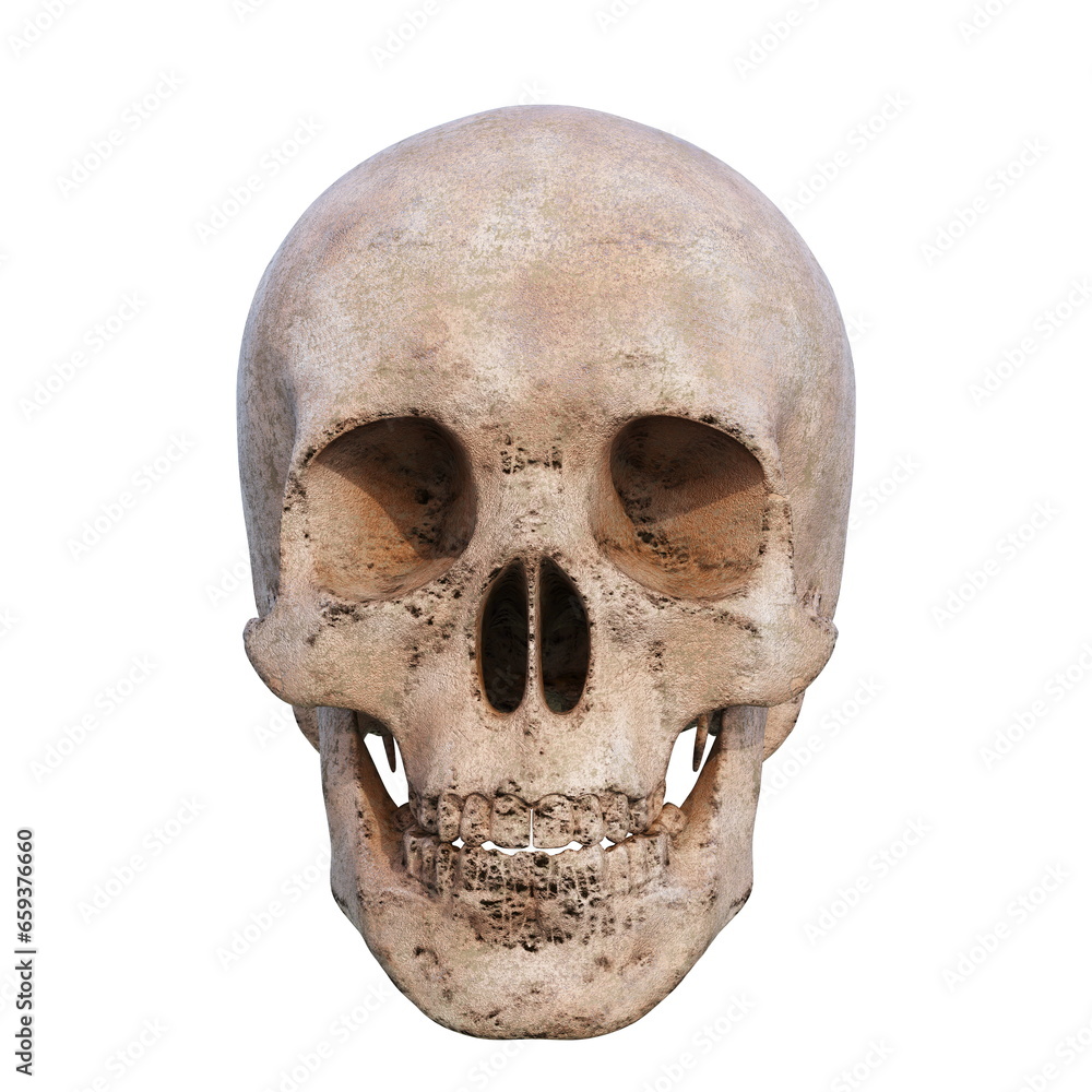 Skull on White 3d illustration Skull on White 3d illustration