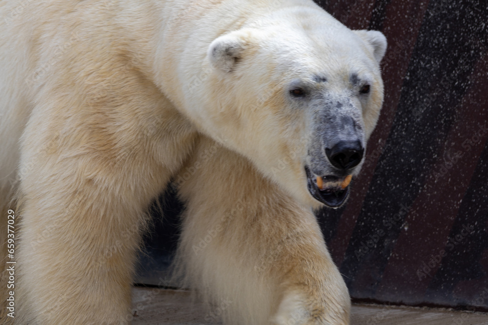 Fototapeta premium white polar bear