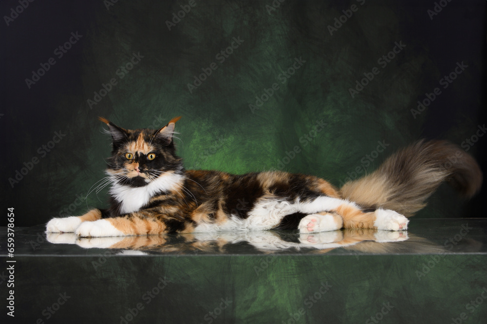 beautiful calico maine coon cat lying on green studio background - obrazy, fototapety, plakaty 