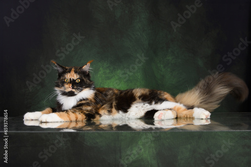 beautiful calico maine coon cat lying on green studio background photo