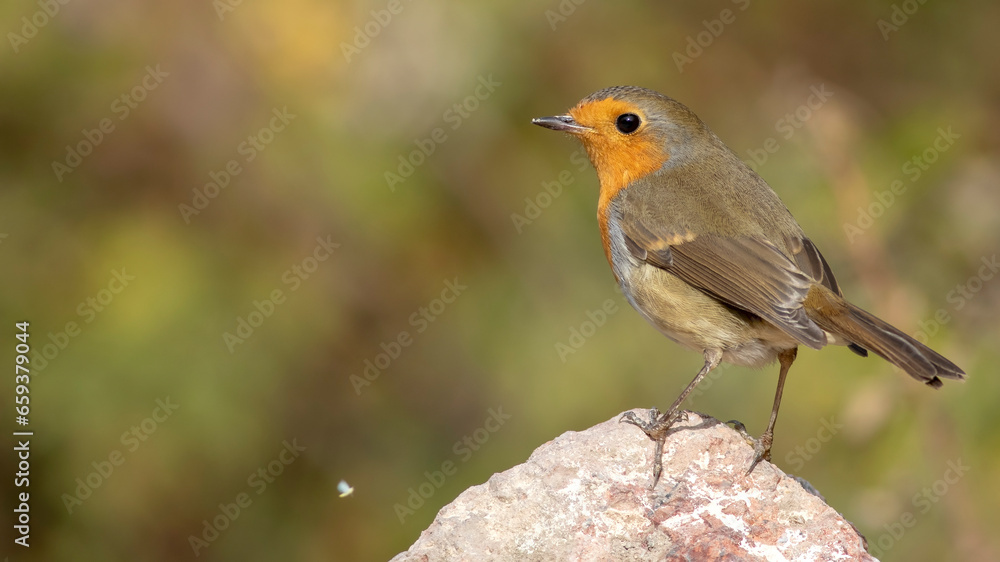 European Robin