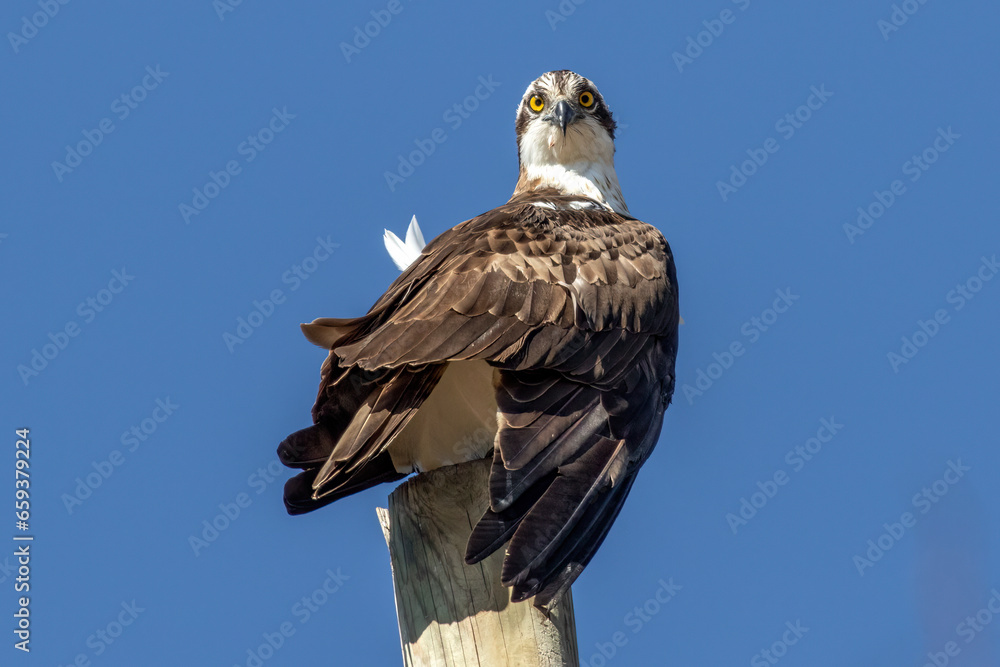 Osprey, Pandion haliaetus Osprey, Pandion haliaetus