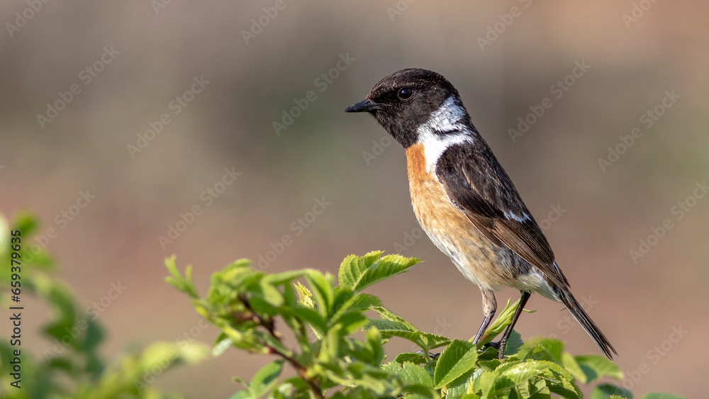European Stonechat, Saxicola rubicola European Stonechat, Saxicola rubicola