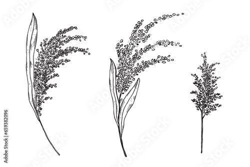 Millet ears plant hand drawn, vector, illustration on isolated background. Set with branches of bulrush harvest grain, healthy grass food,cereal,agriculture for logo, print, design, label, wrapping