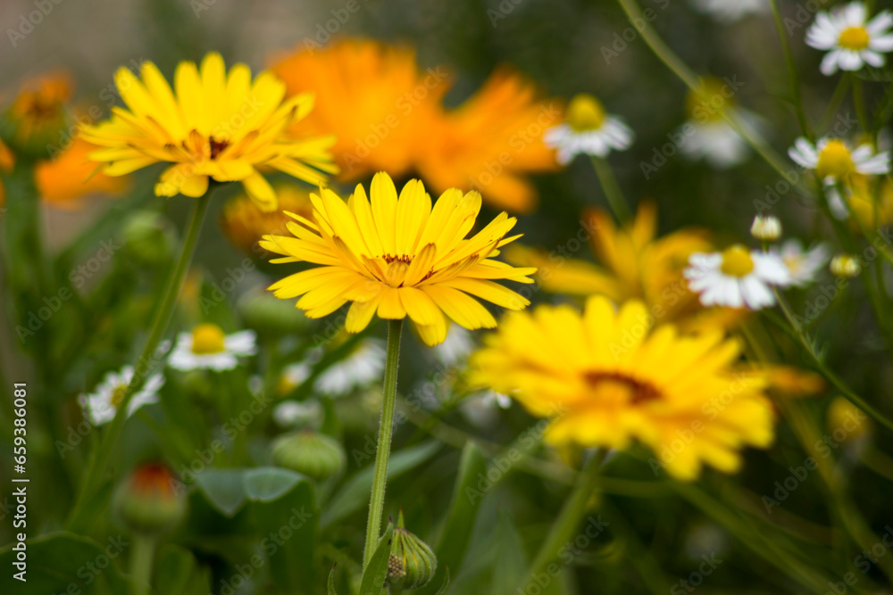 calendula flowers in a garden - soft focus calendula flowers in a garden - soft focus