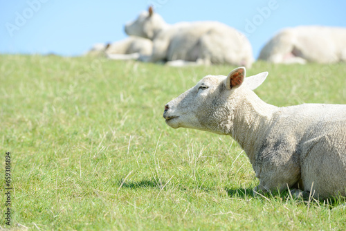 cute white sheep lying on meadow © Carola Schubbel