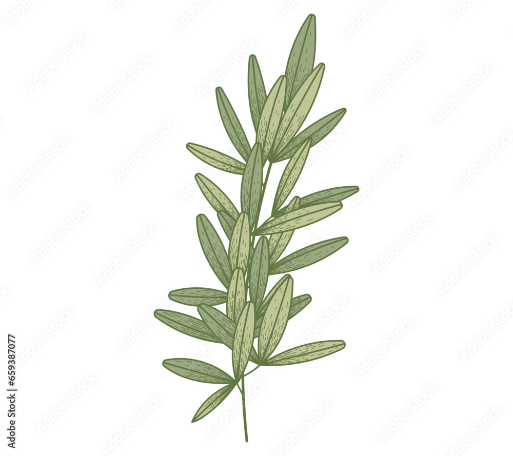 Decorative green flat branch with leaves, isolated vector twig, sketch style. Decorative green flat branch with leaves, isolated vector twig, sketch style.