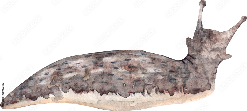 Hand drawn watercolor illustration of a slug, clipart isolated on a white background, not AI. - obrazy, fototapety, plakaty 