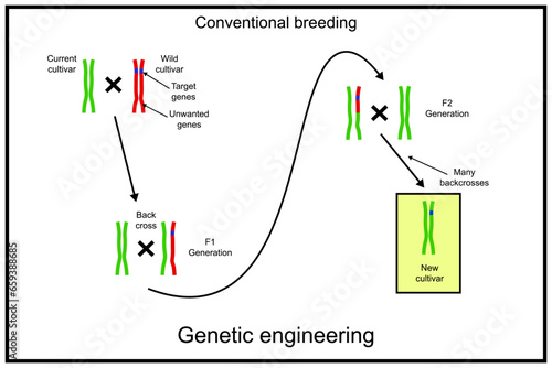 Genetic engineering, also called genetic modification or genetic manipulation. Conventional plant breeding