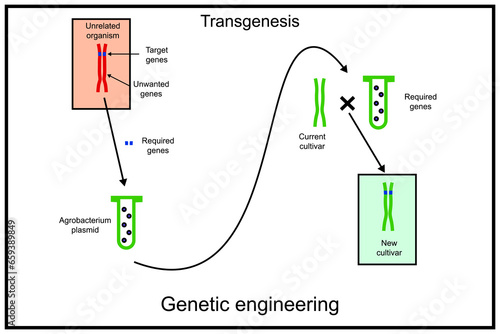 Transgenic genetic modification. Genetic engineering, also called genetic modification or genetic manipulation