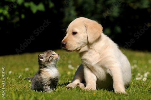Dog and cat. Friendship between cute kitten and puppy.
