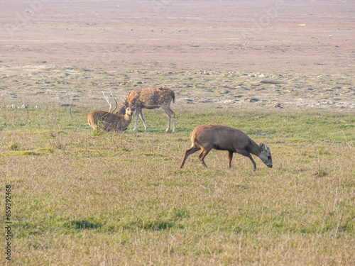Hog Deer on a grassy plain in the Dikhala tourist section of Jim Corbett National Park in northern India