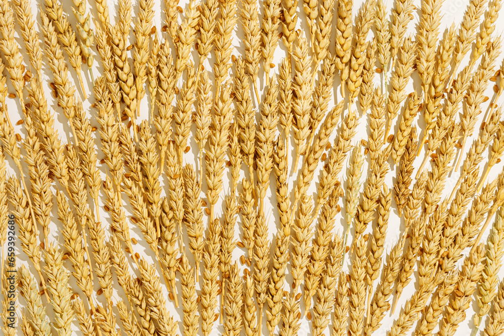 Pattern with ears of wheat, close up golden yellow wheat spikelets at sunlight and hard shadow, natural food texture background. Top view layout minimal style, autumn seasonal crop harvest concept Pattern with ears of wheat, close up golden yellow wheat spikelets at sunlight and hard shadow, natural food texture background. Top view layout minimal style, autumn seasonal crop harvest concept