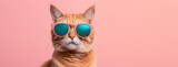Cat in sunglass shade on a solid uniform background, editorial advertisement, commercial. Creative animal concept. With copy space for your advertisement
