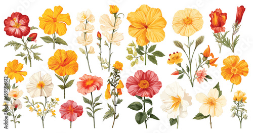 Spring flowers Illustration colorful flower set, Flower illustrations, hibiscus, jasmine, marigold © Creative_Design
