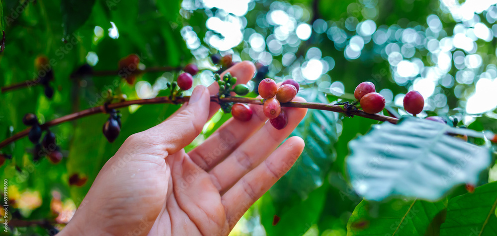Harvest the agricultural raw coffee bean business produces. farmer's hand holding a red ripe berry coffee bean on the coffee plant. Harvest the agricultural raw coffee bean business produces. farmer's hand holding a red ripe berry coffee bean on the coffee plant.