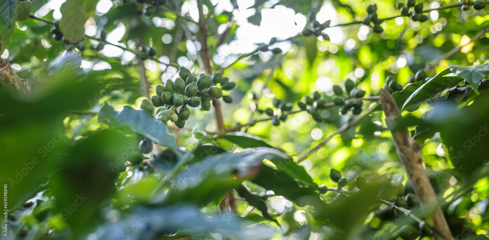 Close-up the fresh organic green raw coffee berries and unripe coffee cherry beans on a tree plantation Close-up the fresh organic green raw coffee berries and unripe coffee cherry beans on a tree plantation