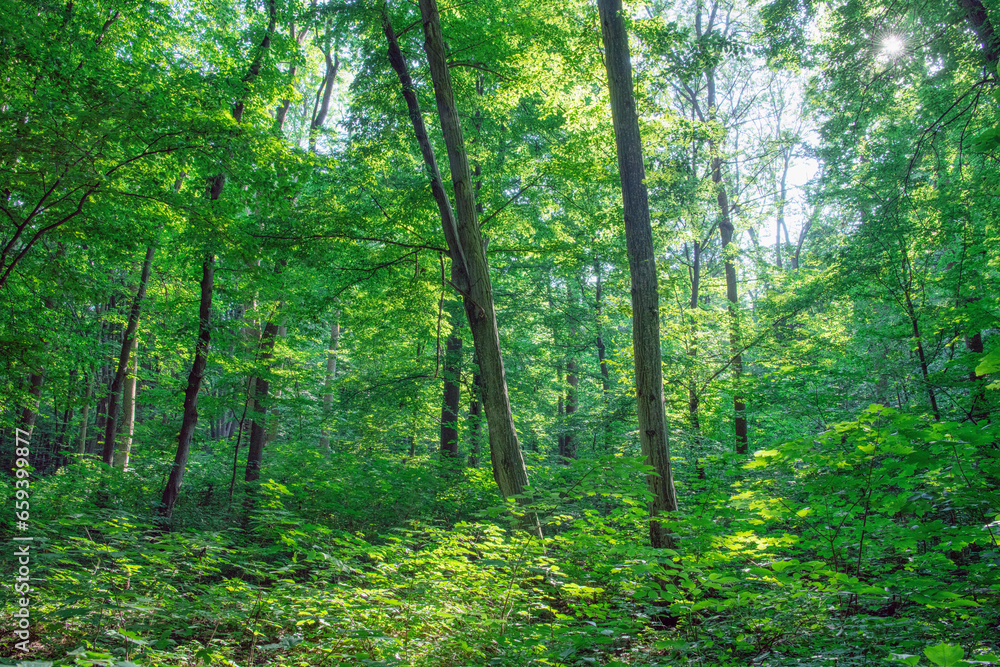 Sunlight in the green forest, spring time Sunlight in the green forest, spring time