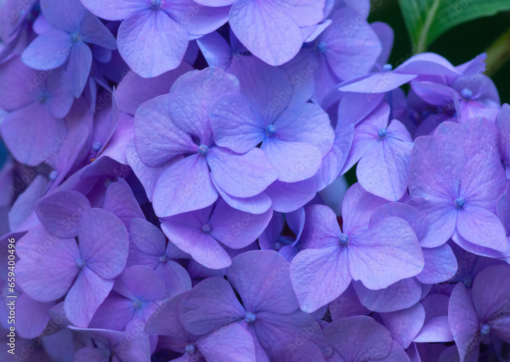 Blue Hydrangea background. Hortensia flowers surface. Blue Hydrangea background. Hortensia flowers surface.