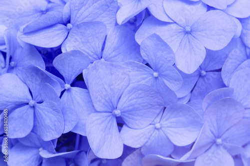 Blue Hydrangea background. Hortensia flowers surface.