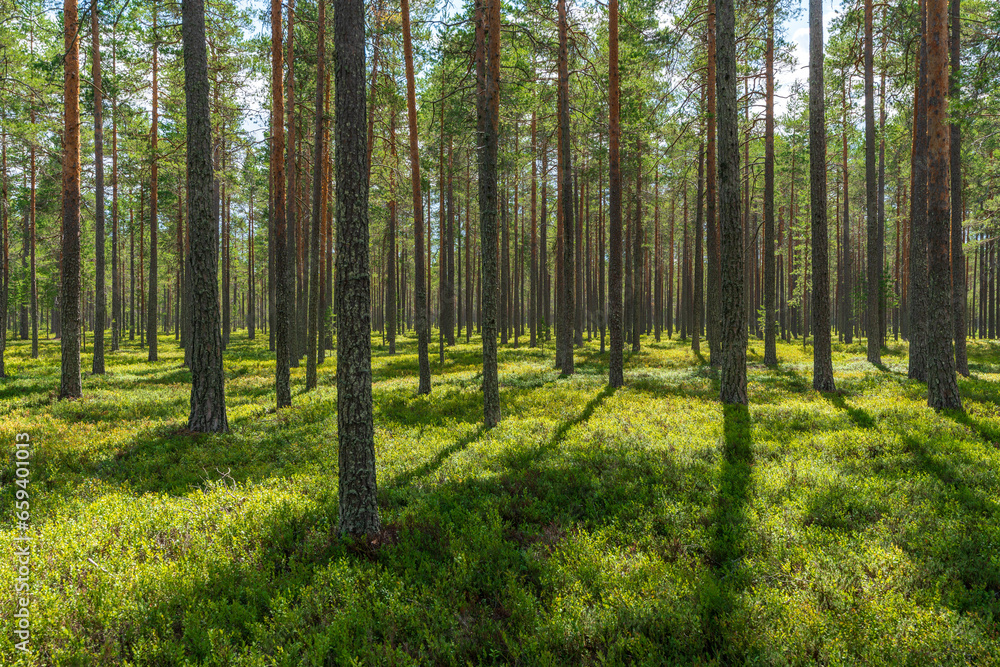 Summer view from a beautiful sparse pine forest in Sweden Summer view from a beautiful sparse pine forest in Sweden
