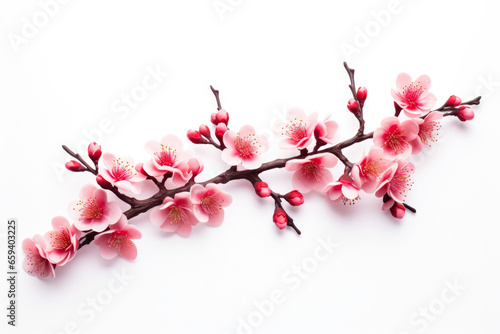 Cherry blossom decorations for Asian New Year isolated on a white background 