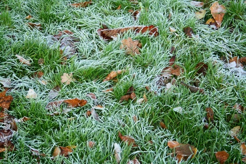 Hoar frost on a grass in a autumn park